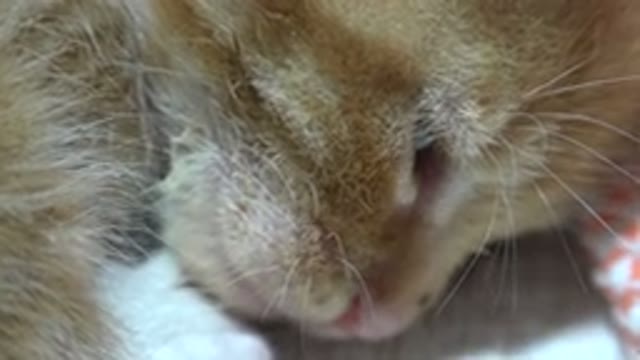 LOS CABOS MEXICO-2020: A Cute Orange Kitten Sleeps With Her Eyes Open On The