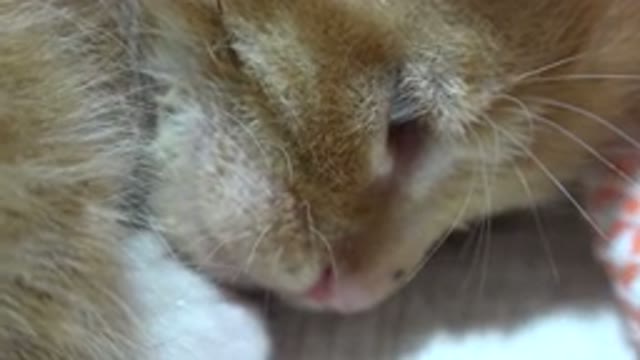 LOS CABOS MEXICO-2020: Small and Cute Kitten Cuddling and Sleeping with Head