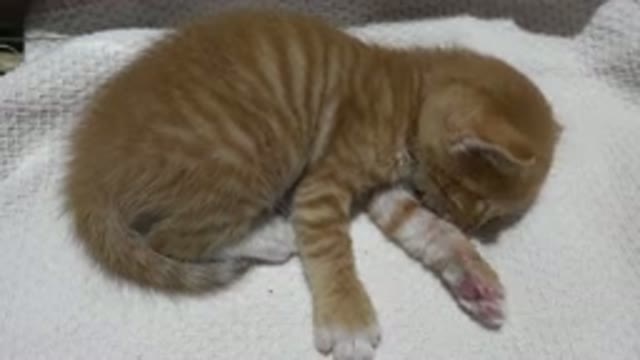 LOS CABOS MEXICO-2020: Ginger Kitten Breathes Heavily And Twitches Paw While Sleeping