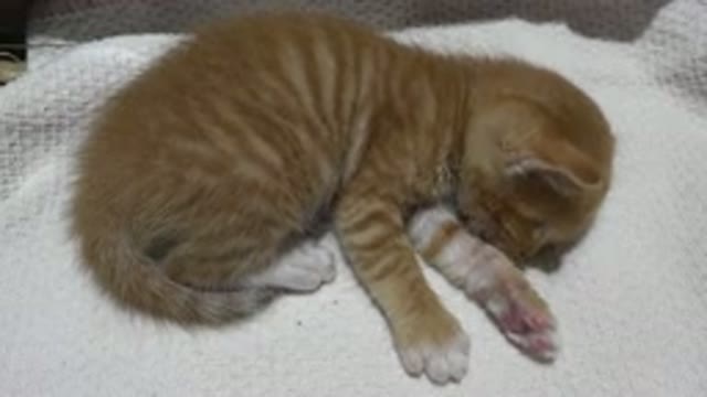 LOS CABOS MEXICO-2020: Adorable Orange And White Striped Kitten Runs In Its