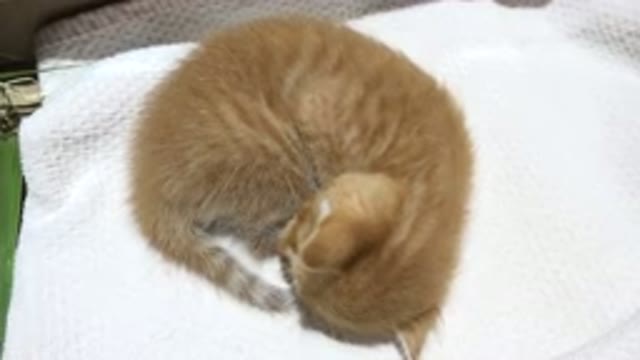 LOS CABOS MEXICO-2020: A Little Kitten Sleeping On A Piece Of Towel