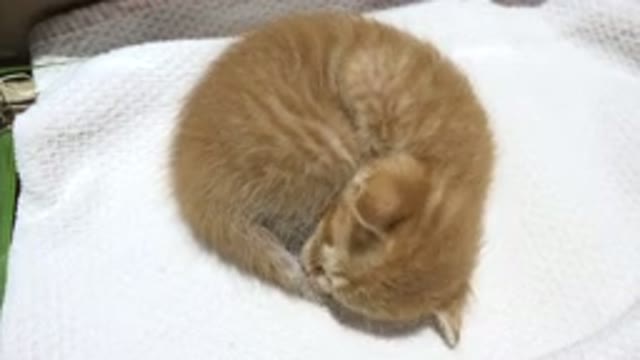 LOS CABOS MEXICO-2020: Kitten Cleans Its Tail