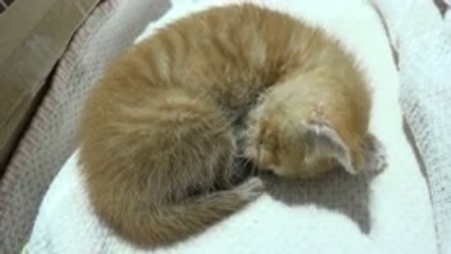 LOS CABOS MEXICO-2020: A Cat Cutely Rests and Nips Itself While Falling Asleep