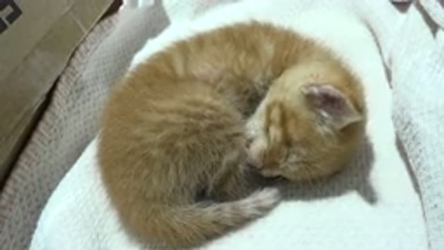 LOS CABOS MEXICO-2020: Dreaming Kitten Bathes Itself To Settle Down