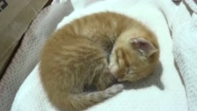 LOS CABOS MEXICO-2020: A Yellow Kitten Licking Himself While Lying On A White