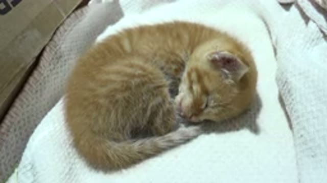 LOS CABOS MEXICO-2020: Cute Cat Sleeps In Bed