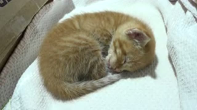 LOS CABOS MEXICO-2020: A Honey-Colored Kitten Being Pampered Sleeping On White