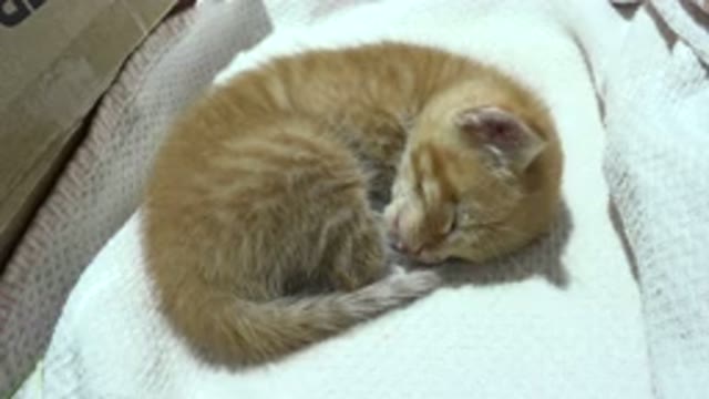 LOS CABOS MEXICO-2020: Cute Kitten Snuggles Itself