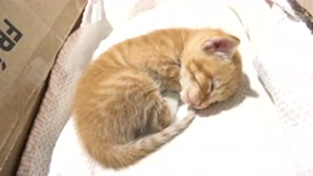 LOS CABOS MEXICO-2020: Cute Sleeping Ginger Cat