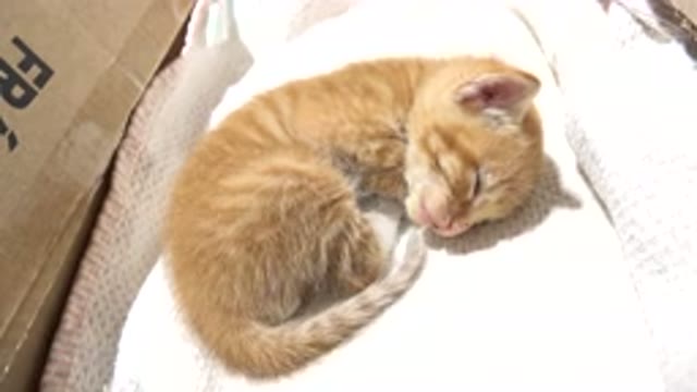 LOS CABOS MEXICO-2020: A Very Young And Cute Little Orange Kitty Sleeping