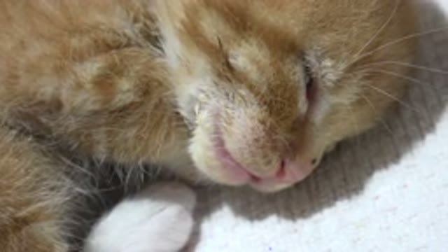LOS CABOS MEXICO-2020: Brown Cat Sleeps Peacefully with Calm Breathing
