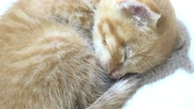 LOS CABOS MEXICO-2020: Cat Curled Up Sleeping