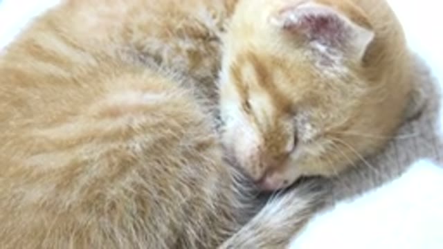 LOS CABOS MEXICO-2020: Cute Golden Kitten Sleeping