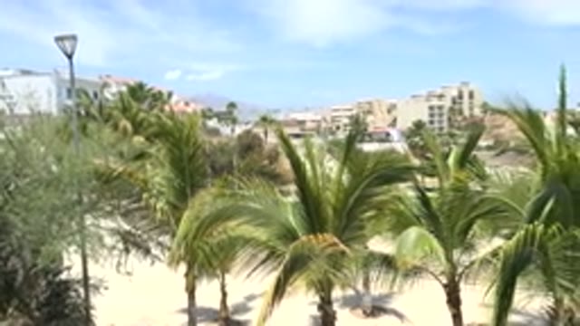 LOS CABOS MEXICO-2020: Aerial View Of Very Green And Pretty Beach Palms With