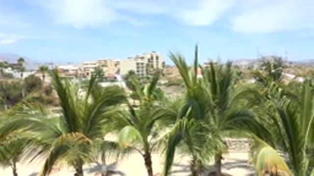 LOS CABOS MEXICO-2020: Beautiful Coconut Tree Tops With Moving Leaves And Also