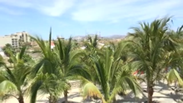 LOS CABOS MEXICO-2020: Aerial View Of Trees In A City On A Sunny Day