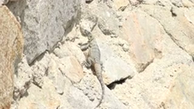 LOS CABOS MEXICO-2020: Monitor Lizard Standing on White Rock