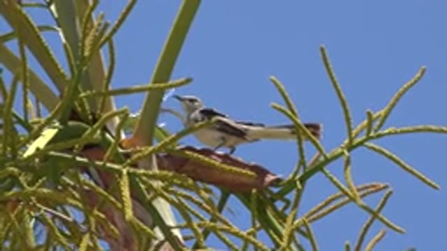 LOS CABOS MEXICO-2020: Cute Little Bird On A Twig