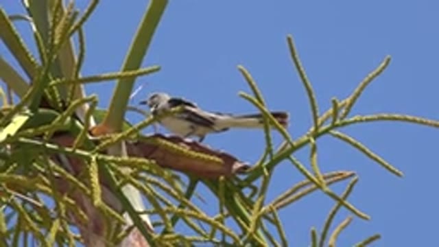 LOS CABOS MEXICO-2020: A White And Black Bird On A Tree Top On A Sunny Day