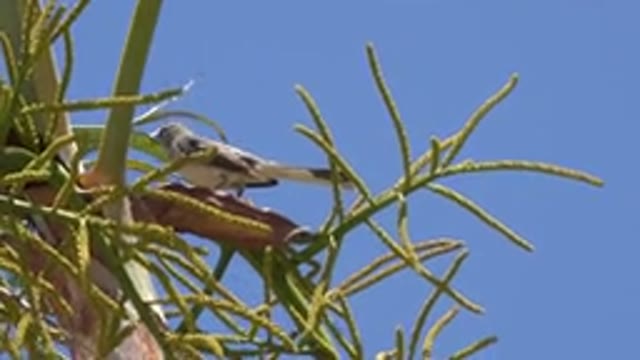 LOS CABOS MEXICO-2020: Small Cute Bird On A Plant