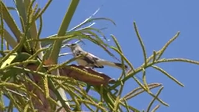 LOS CABOS MEXICO-2020: Birds Migrate To Areas Of Low Or Decreasing Resources