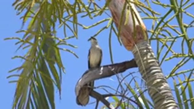 LOS CABOS MEXICO-2020: Breezy Palm Spring Clear Day Happy Birds In The Tree
