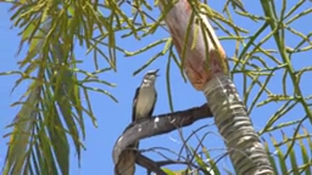 LOS CABOS MEXICO-2020: Bird Is Chirping Or Singing While Sitting In A Palm Tree