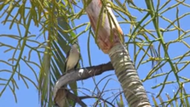 LOS CABOS MEXICO-2020: A Bird Sitting On Tree Branch With Blue Sky View