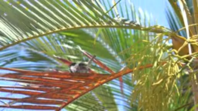 LOS CABOS MEXICO-2020: Sea Green Beach Sun Light Paradise Free Wild Wind