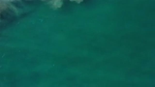 LOS CABOS MEXICO-2020: Fish Swimming Under Greenish Water