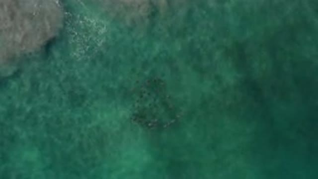 LOS CABOS MEXICO-2020: Dark Fish Swim Below Green Ocean
