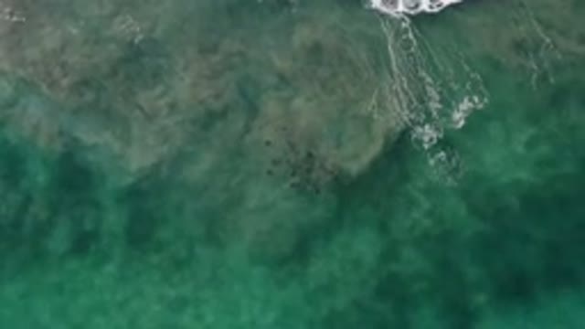 LOS CABOS MEXICO-2020: Green Sea Filled With Swimming Little Fishes