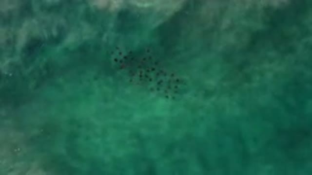 LOS CABOS MEXICO-2020: Aquatic Lifeforms Traveling Together In A Clear Body