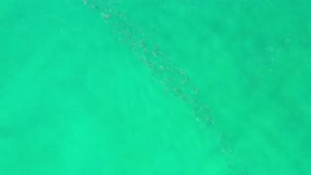 LOS CABOS MEXICO-2020: School Of Fish Swimming Together Under The Crystal Clear