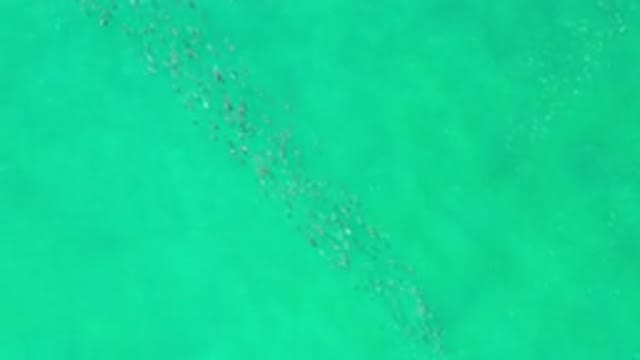 LOS CABOS MEXICO-2020: Family Of Traveling Fish