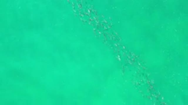 LOS CABOS MEXICO-2020: Midst All This Wonderful Green Transparent Water You Can