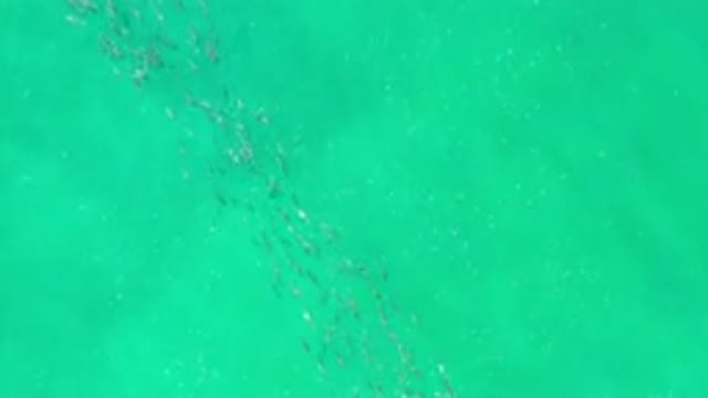 LOS CABOS MEXICO-2020: Green Ocean Water With Large School Of Fish Swimming Fast