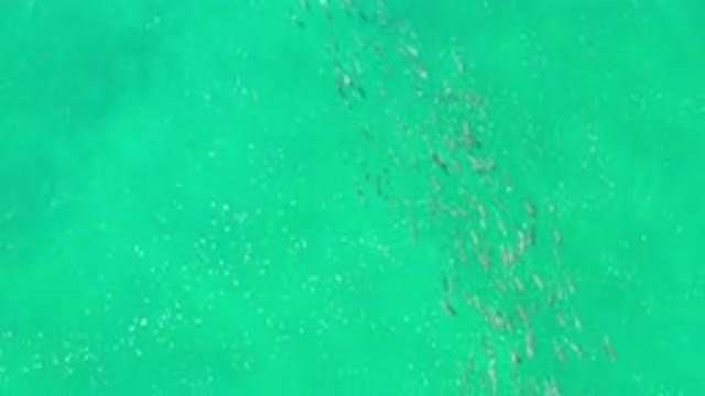LOS CABOS MEXICO-2020: Pleasant View Of Fishes Beautifully Moving From One