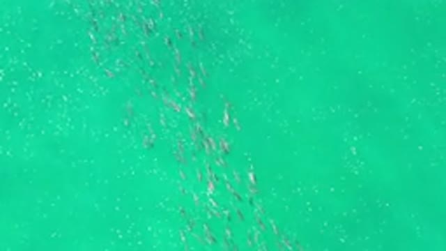 LOS CABOS MEXICO-2020: Crystal-Clear Green Sea Scene Relaxing Me