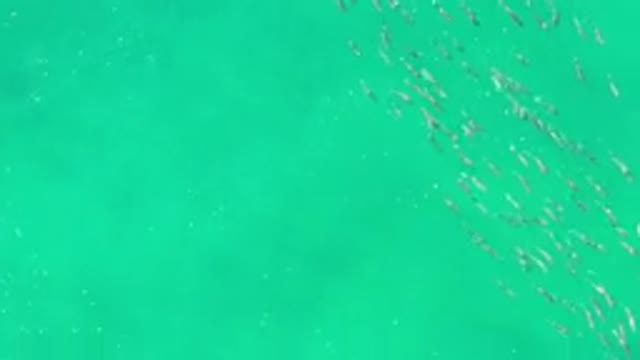LOS CABOS MEXICO-2020: Fishes Swimming On The Surface Of The Green Sea