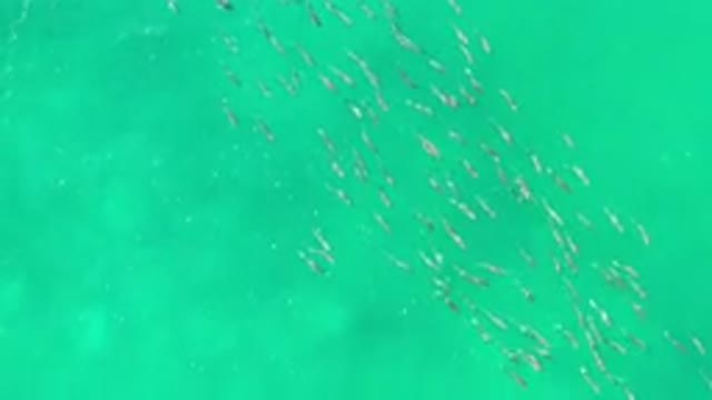 LOS CABOS MEXICO-2020: Group Of Dolphins Swimming Through The Emerald Waters