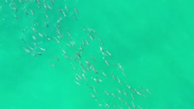 LOS CABOS MEXICO-2020: Aerial View Of A School Of Fish In Turquoise Water