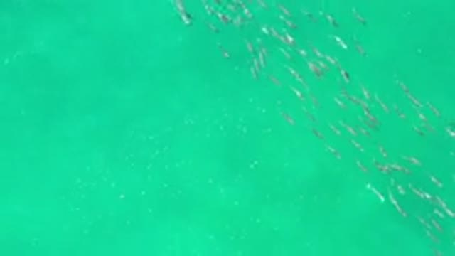 LOS CABOS MEXICO-2020: Stream Of Small Fishes Reflecting In A Bright Green Clean