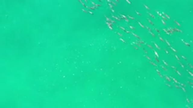 LOS CABOS MEXICO-2020: Footage Of Hundreds Of Fishes Swimming In Green Beautiful Water