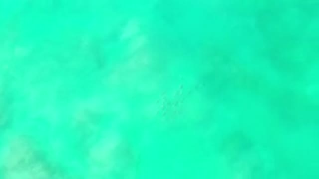 LOS CABOS MEXICO-2020: A Shoal Of Fish Swimming In Deep Green Colored Water
