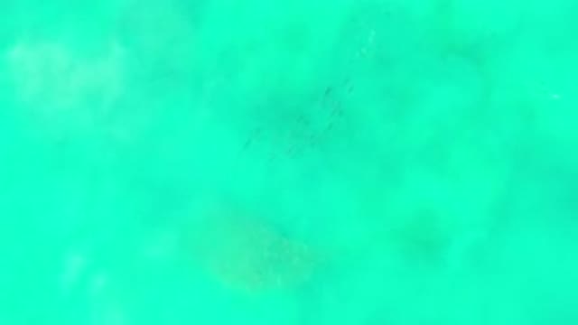 LOS CABOS MEXICO-2020: Aerial View Of Fish Schooling In Green Shallow Water