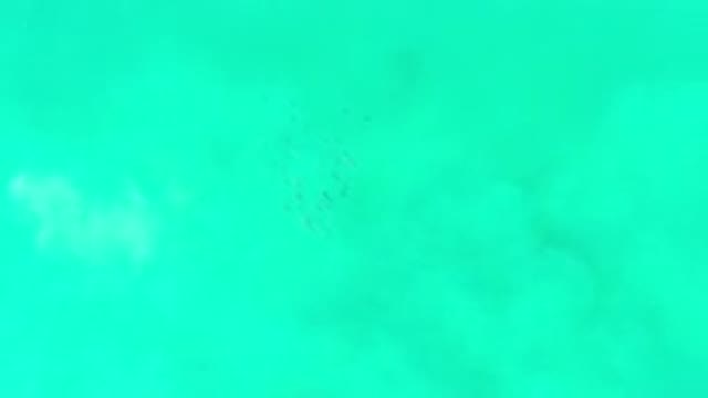LOS CABOS MEXICO-2020: Green Sea With Little Fishes Swimming