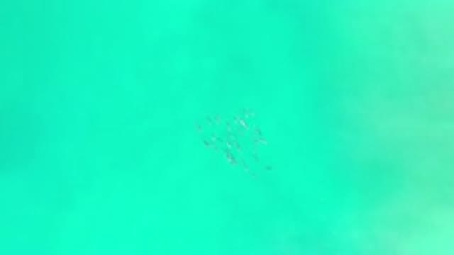 LOS CABOS MEXICO-2020: Fishes Seen Swimming Under The Sea