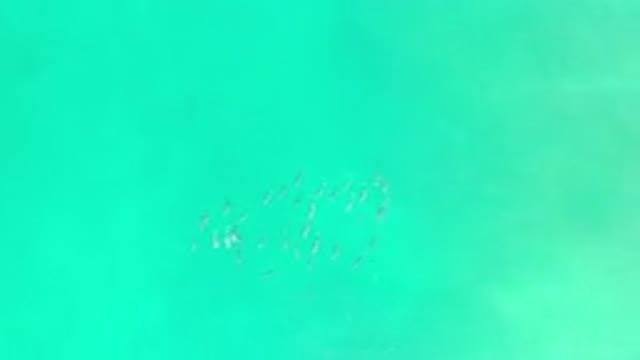 LOS CABOS MEXICO-2020: A Group Of Fish Swimming In The Middle Of A Green Ocean