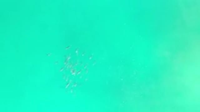 LOS CABOS MEXICO-2020: Green Calm Water And A School Of Fish Moving Underneath